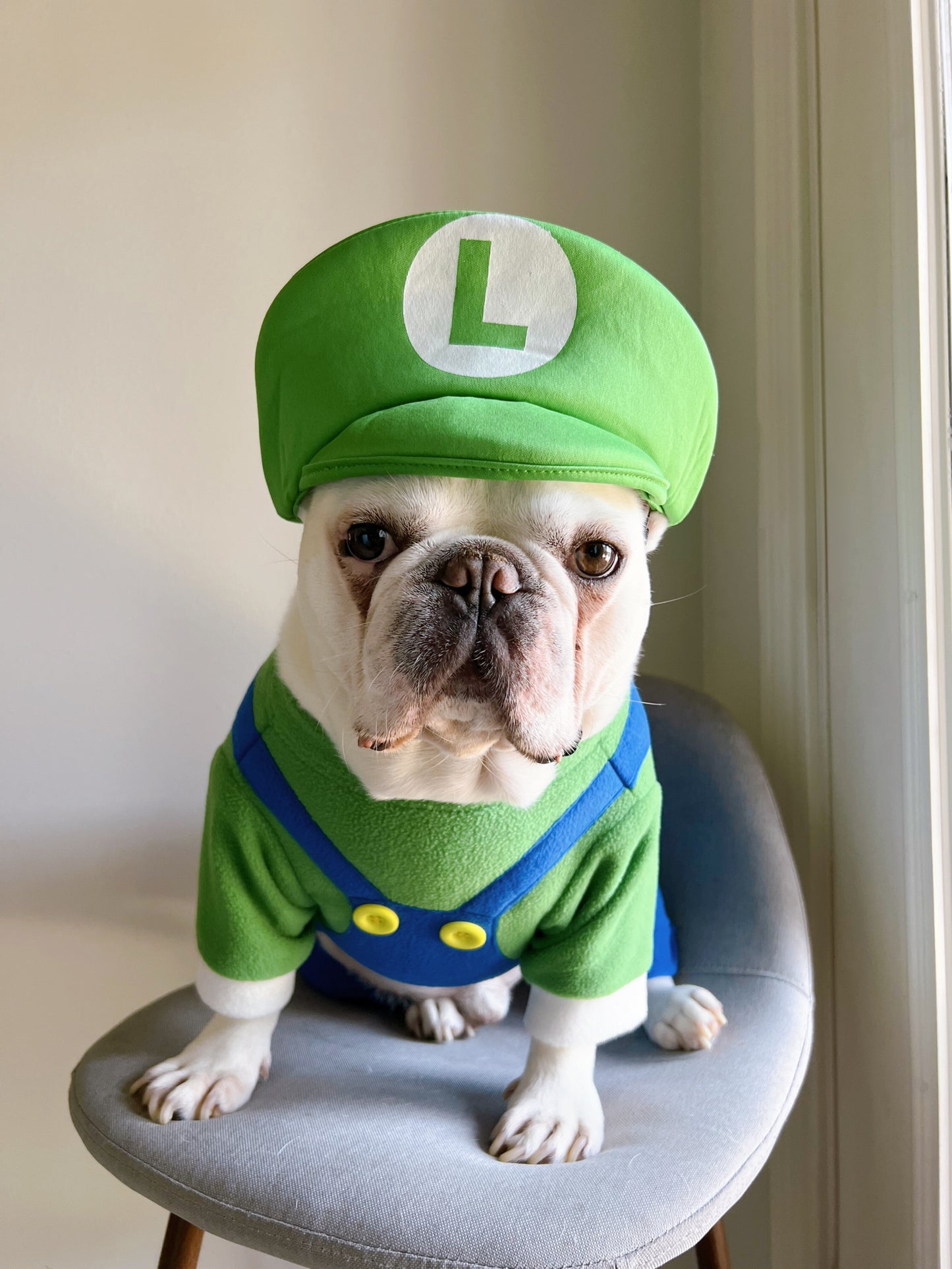 Super Mario Brother Luigi Dog Cat Pet Halloween Costume