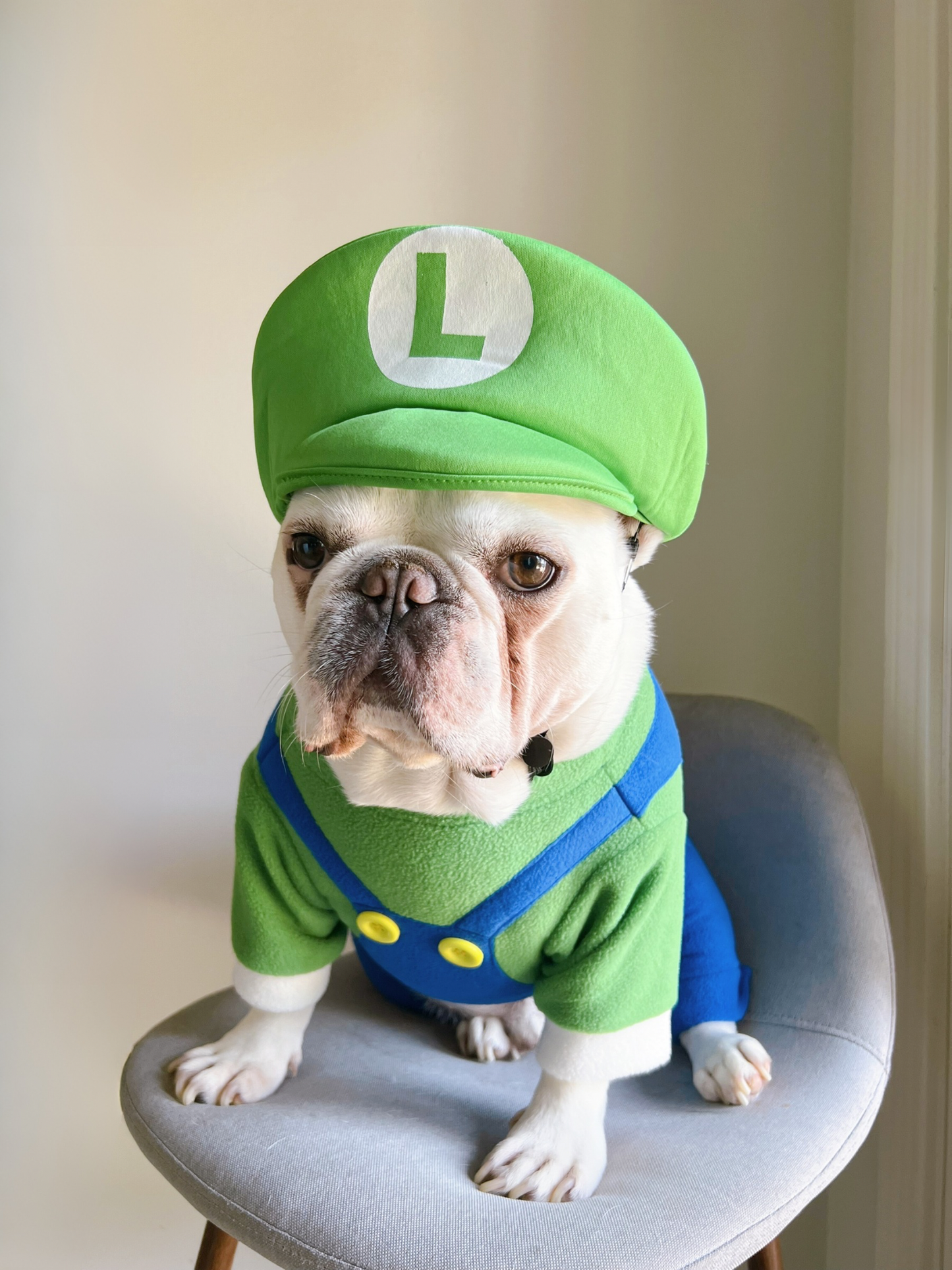 Super Mario Brother Luigi Dog Cat Pet Halloween Costume