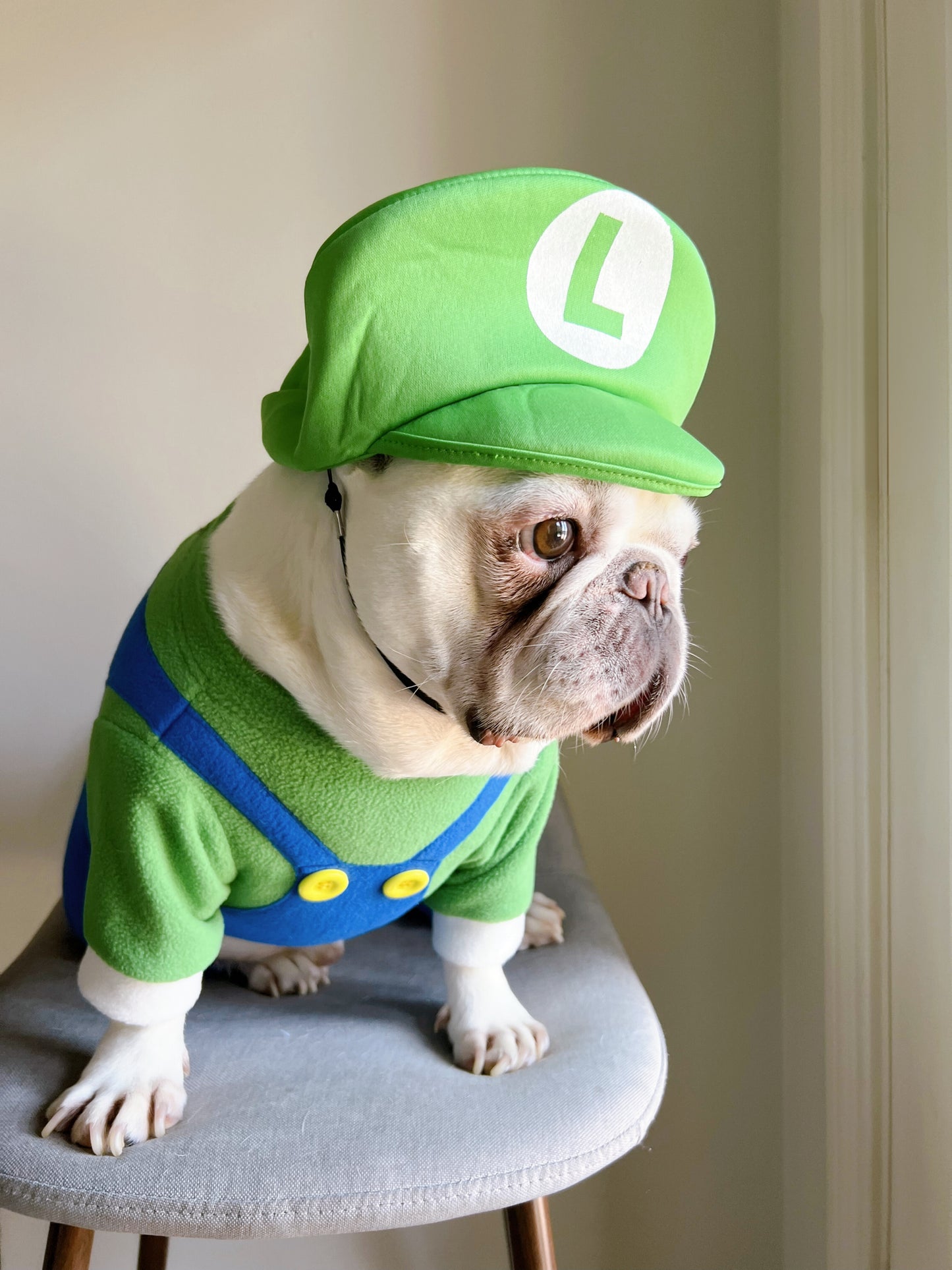 Super Mario Brother Luigi Dog Cat Pet Halloween Costume