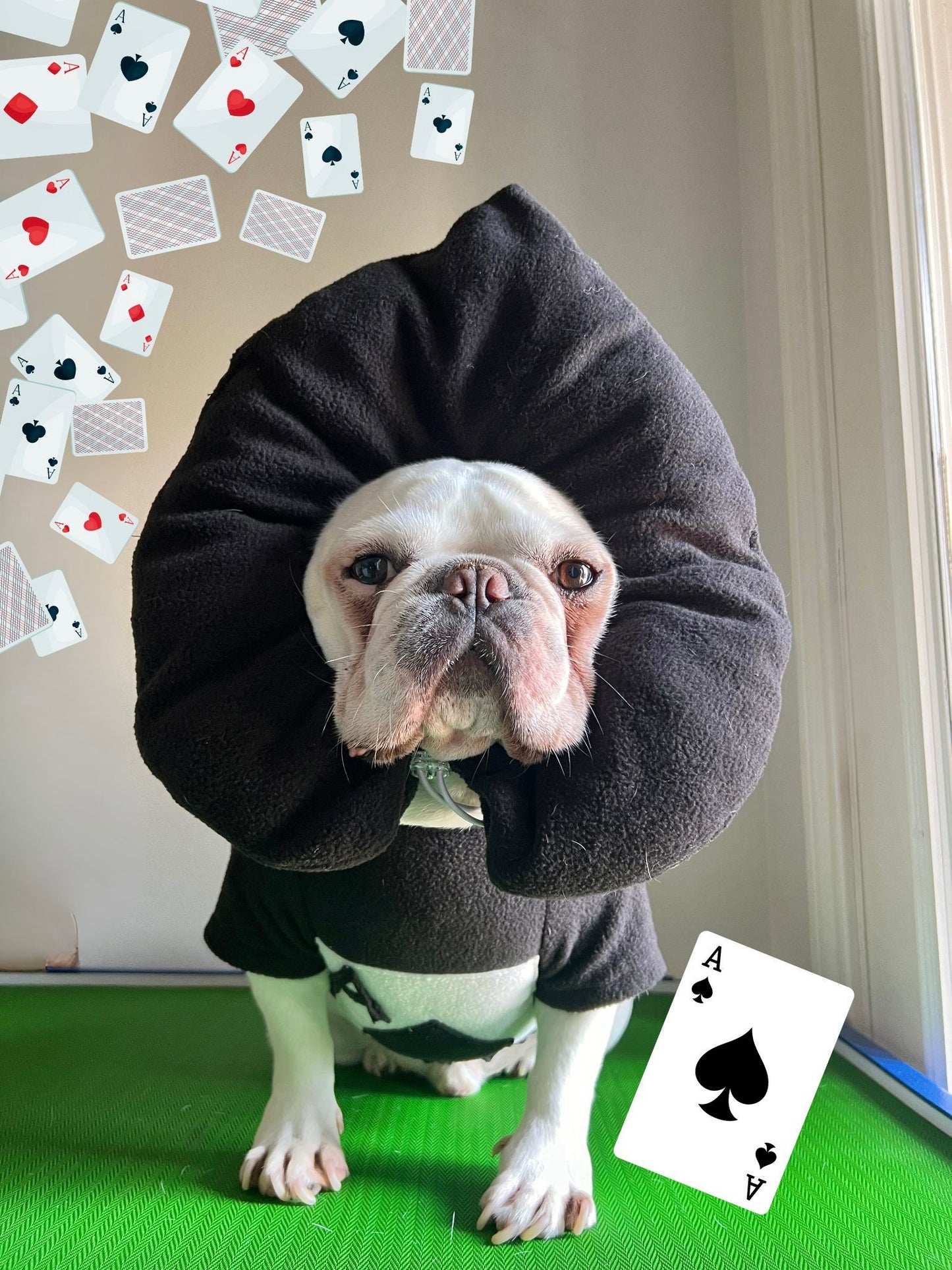 Poker Card Ace of Spades Pup Pet Cat Dog Halloween Costume