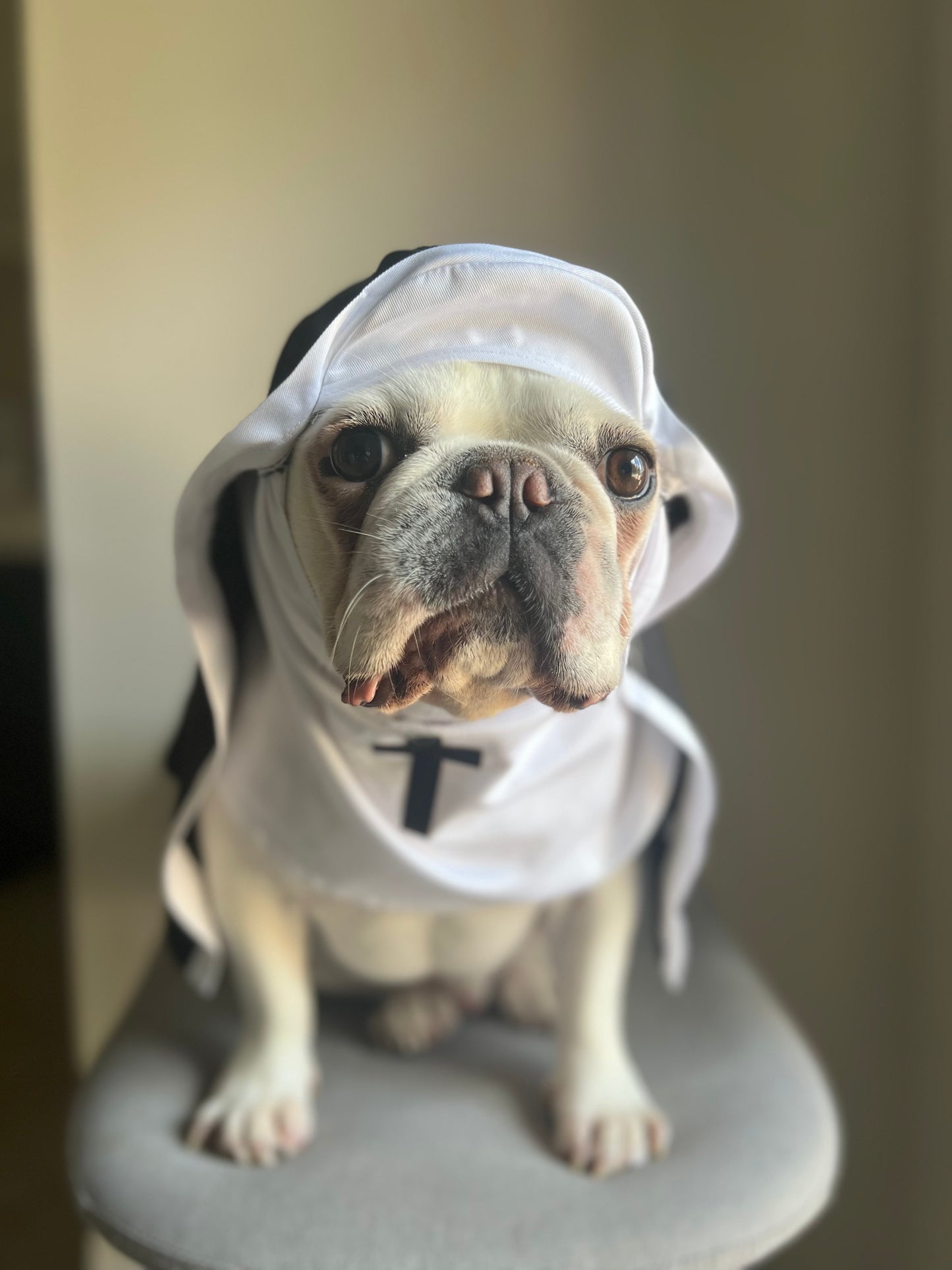 Nun Dog Cat Pet Religious Halloween Funny Costume