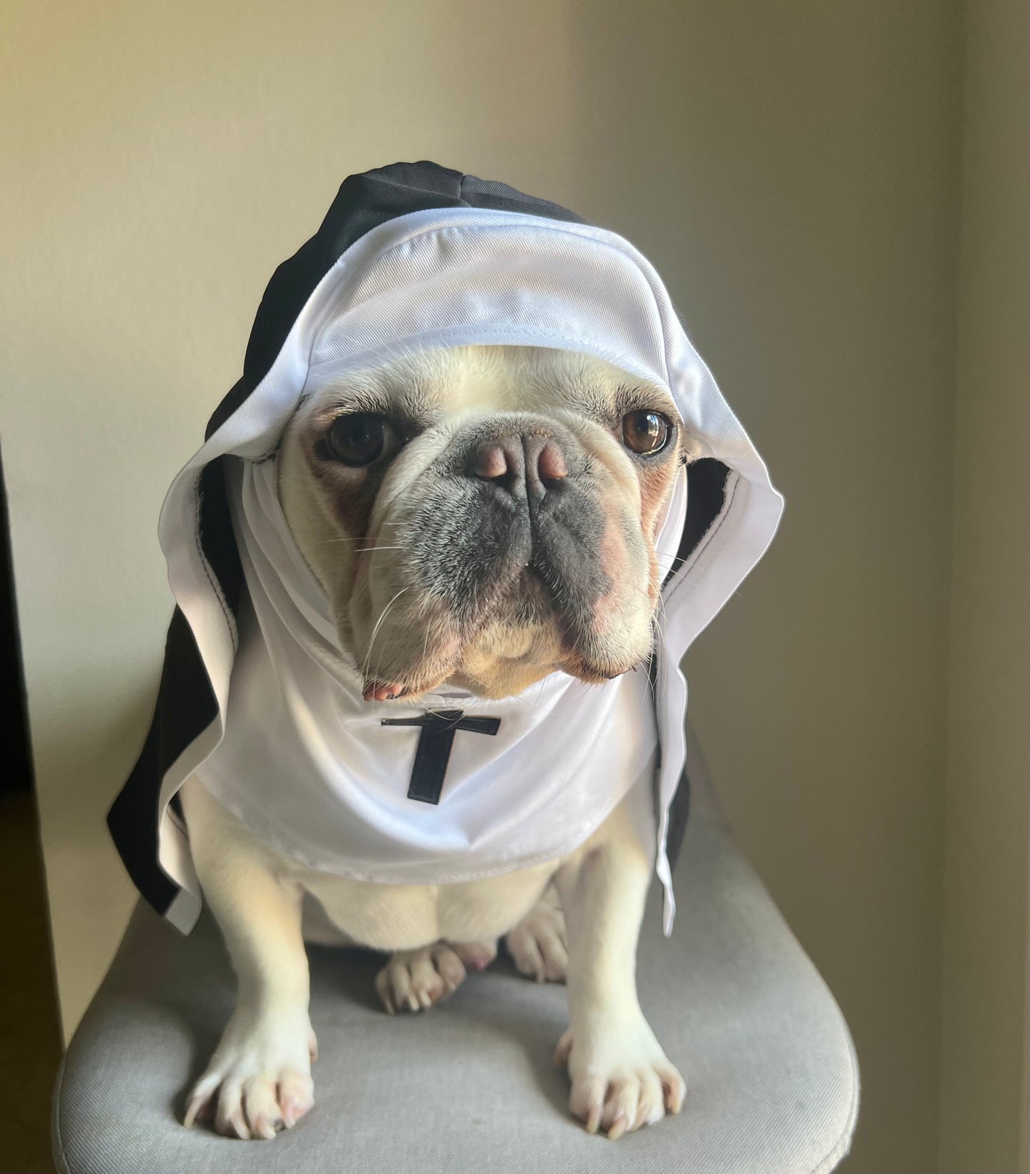 Nun Dog Cat Pet Religious Halloween Funny Costume