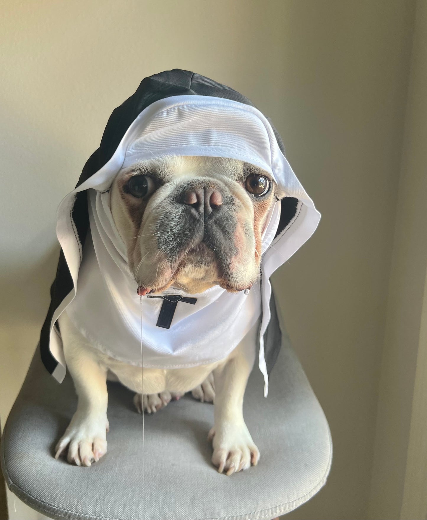 Nun Dog Cat Pet Religious Halloween Funny Costume