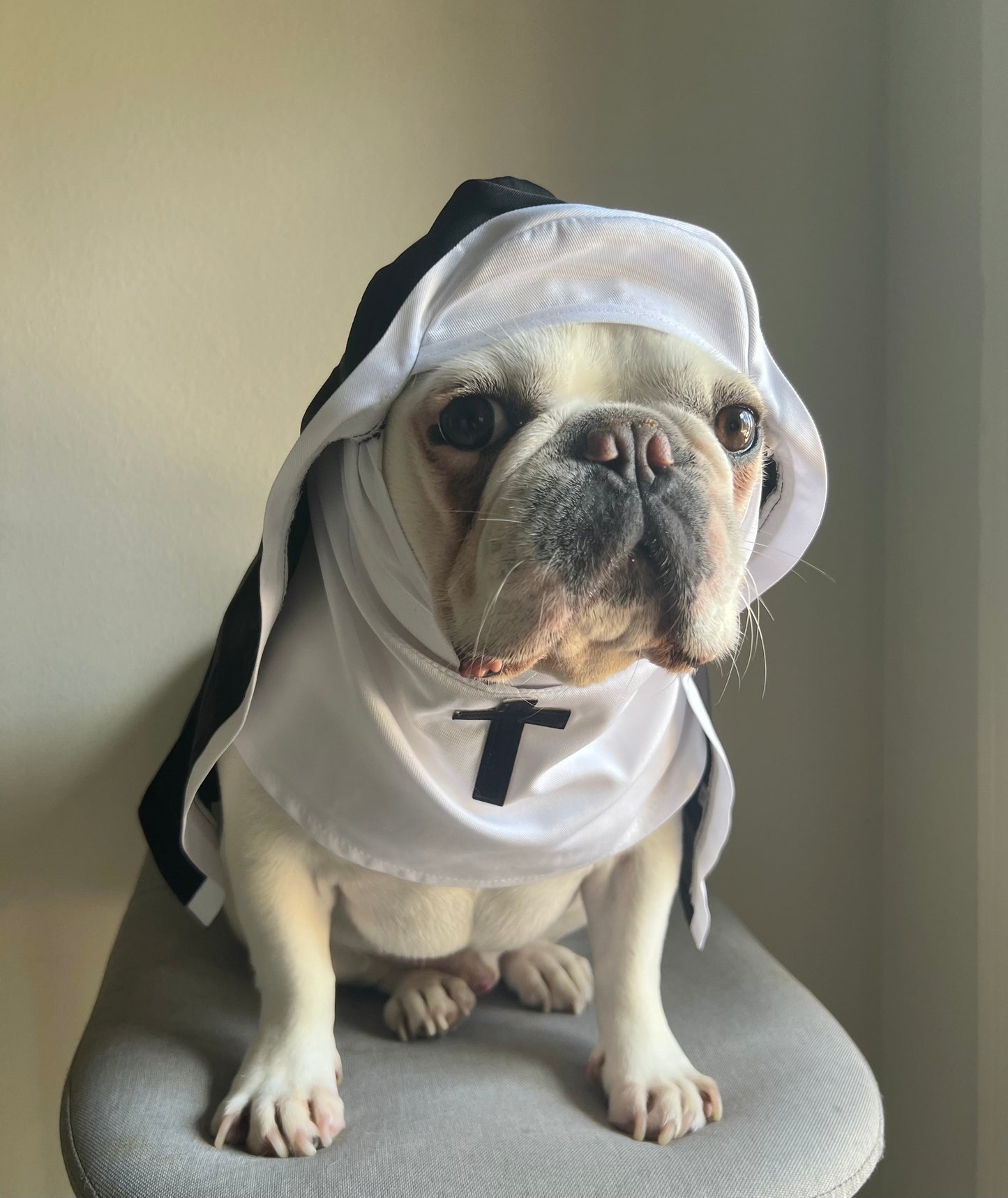 Nun Dog Cat Pet Religious Halloween Funny Costume