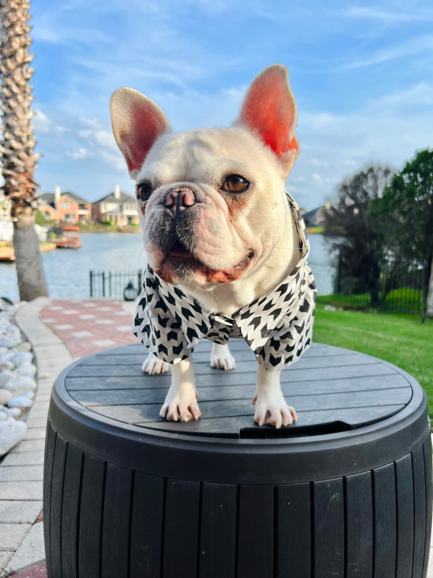 Monochrome Pattern Owner and Pet Matching Button Shirt / Bandana