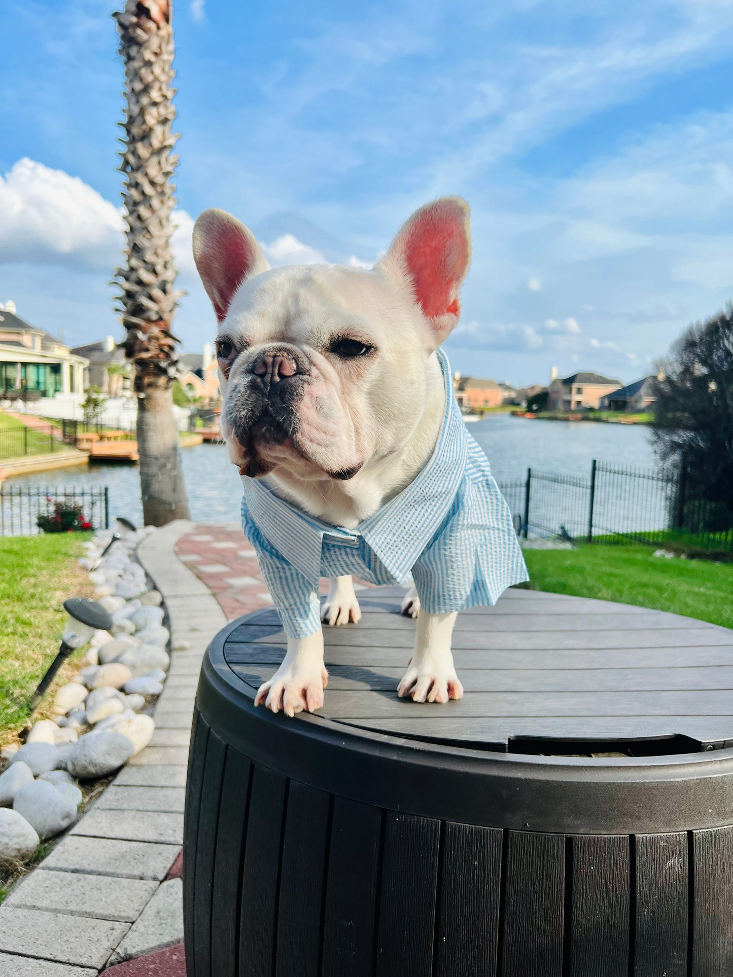 Striped Seersucker Owner and Pet Matching Button Shirt / Bandana