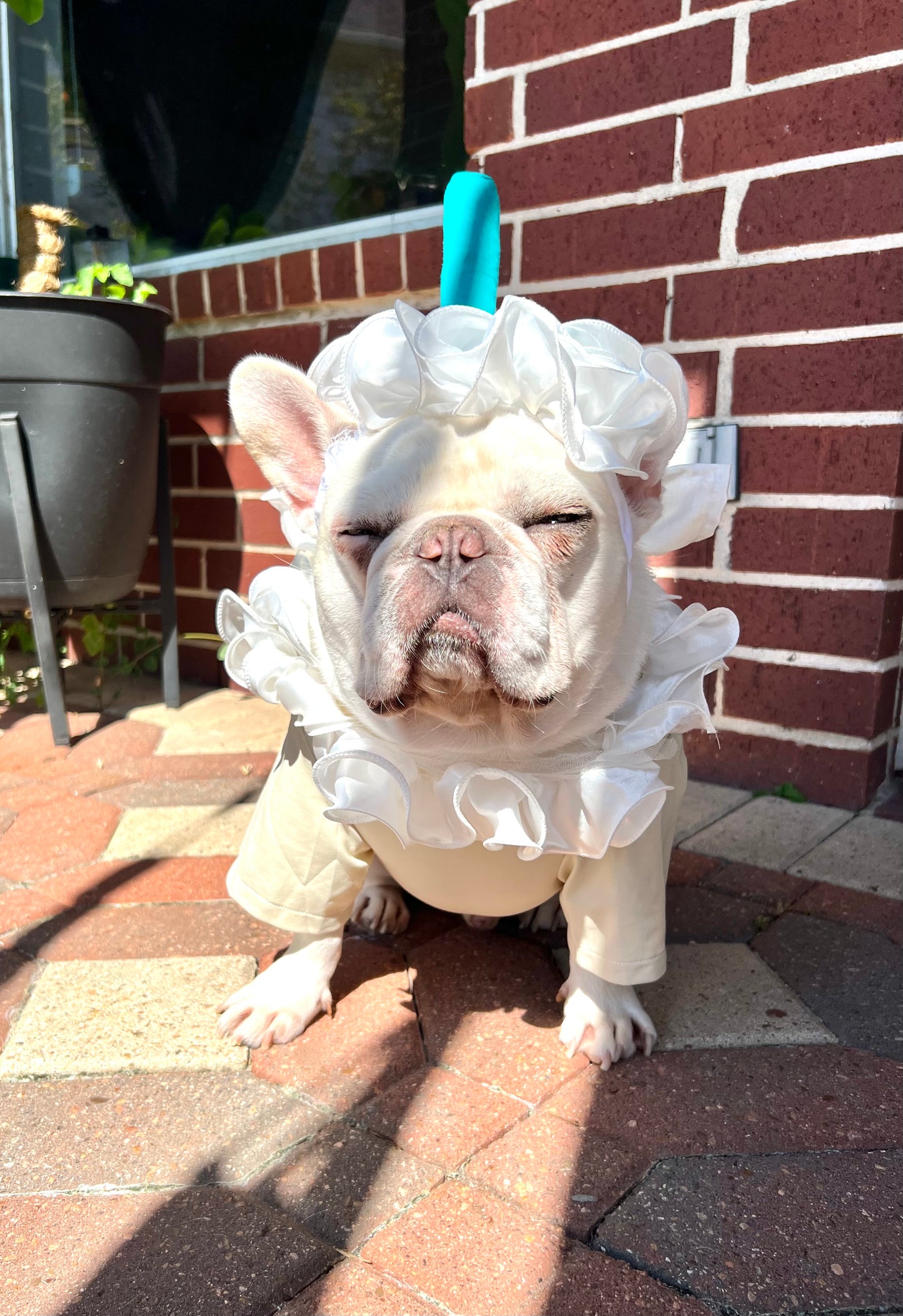 Frappuccino Puppy Latte Costume