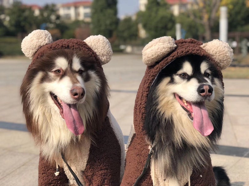 Bear costume 2024 for big dogs