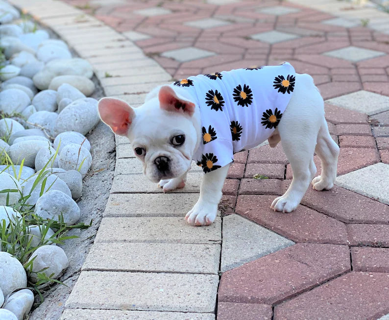 White Daisy Dandelion Sunflower Owner and Pet Matching Set